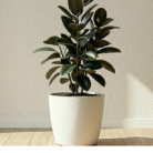 Rubber plant (2)