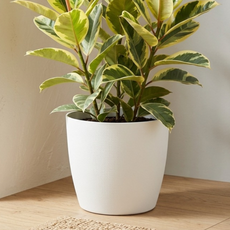 Rubber plant verigated (2) Rubber plant verigated (2)