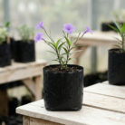 Ruellia (1)