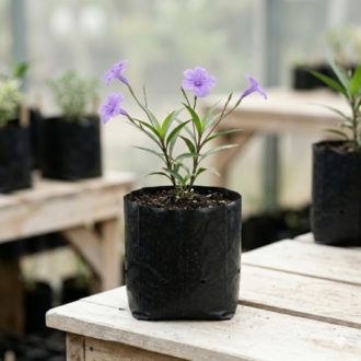 Ruellia | Ruellia Simplex