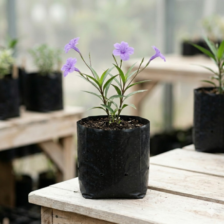 Ruellia (1) Ruellia (1)
