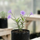Ruellia (2)