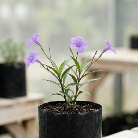 Ruellia (2) Ruellia (2)