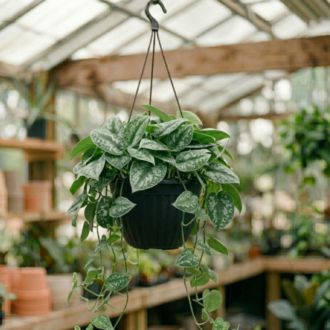 Satin Pothos | Scindapsus Pictus