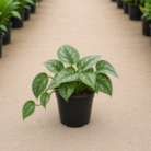 Satin Pothos