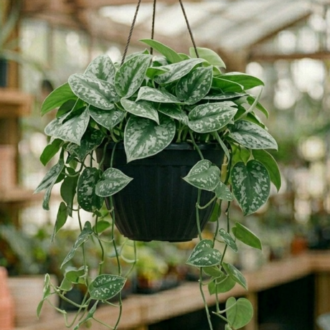 Satin Pothos (2)