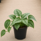 Satin Pothos one (1)