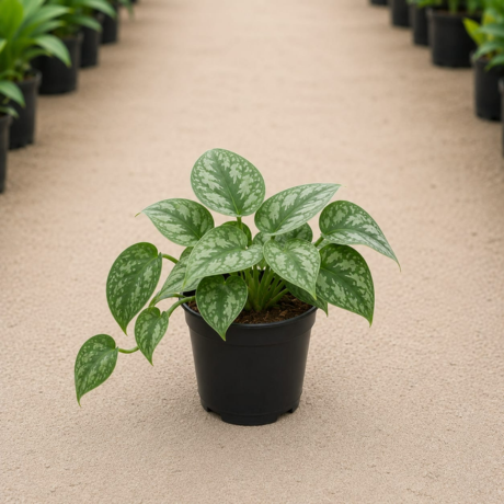 Satin Pothos Satin Pothos