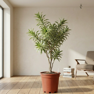 Song Of India | Dracaena reflexa