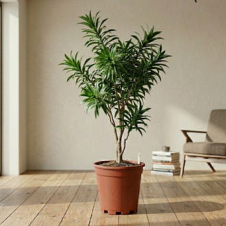 Song Of India Green | Dracaena Reflexa