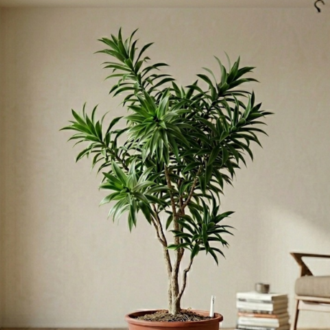 Song Of India green (2)