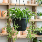 Spider Plant (1)