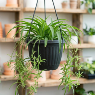 Spider Plant | Chlorophytum Comosum