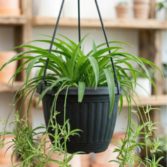 Spider Plant (2)