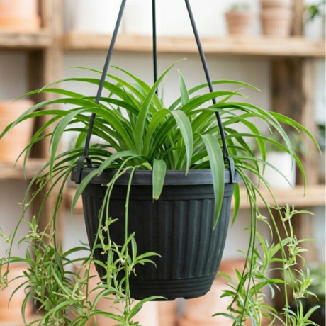 Spider Plant (2) Spider Plant (2)