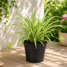 Spider Plant one