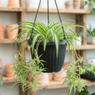 Spider Plant variegated (1)