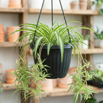 Spider Plant Variegated | Chlorophytum Comosum