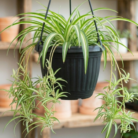 Spider Plant variegated (2)