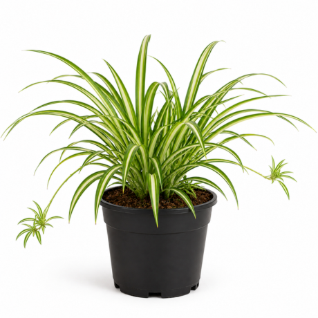 Spider Plant Spider Plant