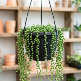 String of Pearls | Senecio Rowleyanus