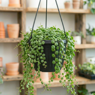 String of Turtles | Peperomia Prostrata
