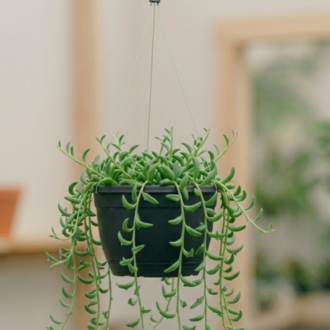 String of Bananas | Senecio Radicans