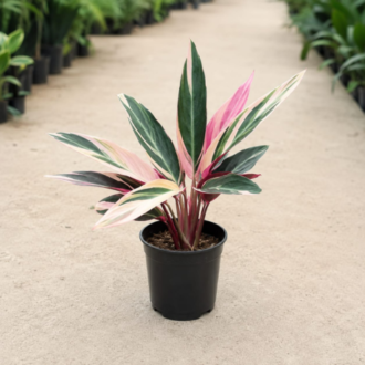 Stromanthe Triostar | Triostar