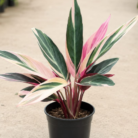 Stromanthe Triostar one