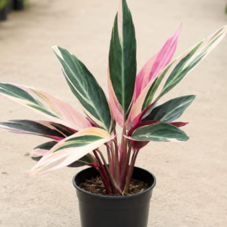 Stromanthe Triostar one
