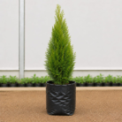Thuja (1)