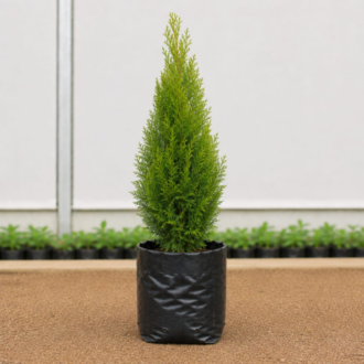 Thuja | Thuja Occidentalis