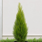 Thuja (2)