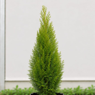 Thuja (2)