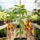 Thunbergia mysorensis (2)