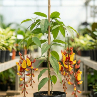 Thunbergia mysorensis (2)