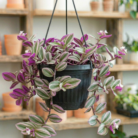 Tradescantia Nanouk Pink (1)