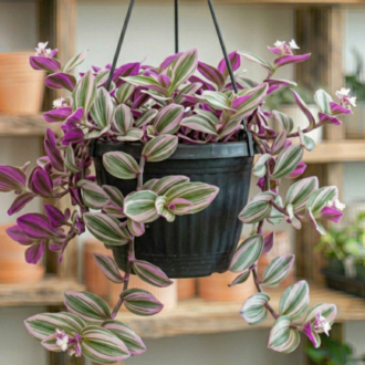 Tradescantia Nanouk Pink (2)