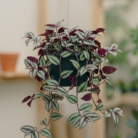 Tradescantia Zebrina (2)