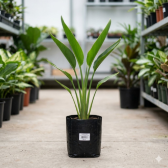 Traveler’s Palm | Ravenala Madagascariensis