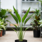 Traveler’s Palm (2)