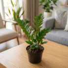 Cast Iron Plant