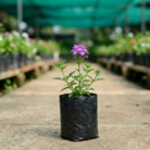 Verbena (1)