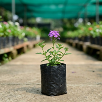 Verbena | Verbena Officinalis