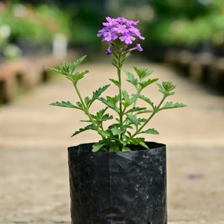 Verbena (2) Verbena (2)
