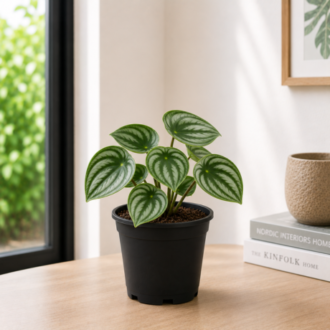 Watermelon Peperomia | Peperomia Argyreia