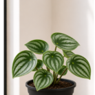 Watermelon Peperomia one