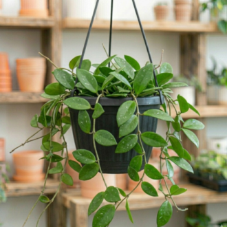 Wax Plant | Hoya Carnosa