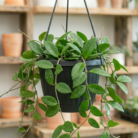 Wax Plant (2)
