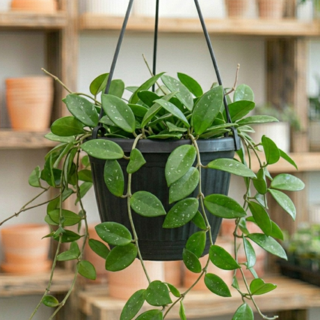 Wax Plant (2) Wax Plant (2)